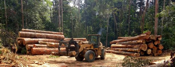 How Our Tree Care Process Works  in  Lowell, IN